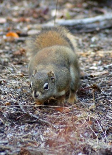 Squirrel Photo Peak Paper
