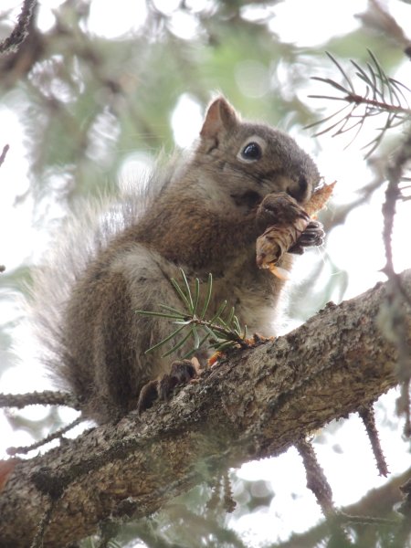 KananskisSquirrel2 smaller