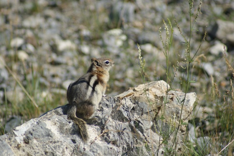 A golden-mantled ground squirrel stands on a rock, surrounded by rocks and sparse vegetation.